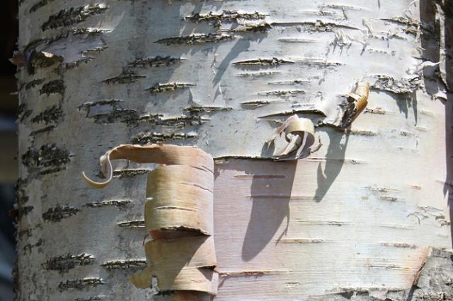 Birch-bark.jpg