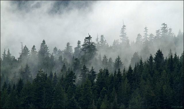 forest-and-fog-2013-09-20-4330.jpg