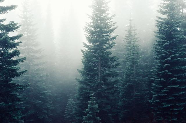 forest-trees-fog-foggy.jpg